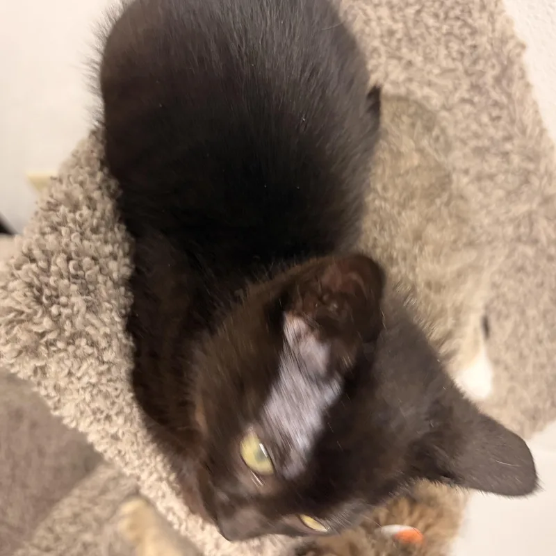 A baby medium-sized female Domestic Short Hair cat named June Bug for adoption in Bryan, OH
