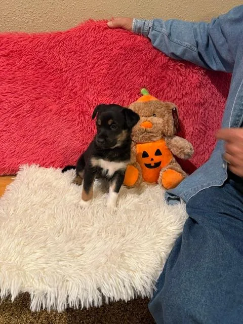 A baby large-sized female Mixed Breed dog named Frieda for adoption in Hot Springs, SD
