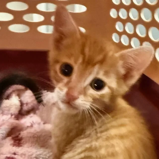 A baby small-sized male Domestic Short Hair cat named Comet for adoption in Santa Fe, NM