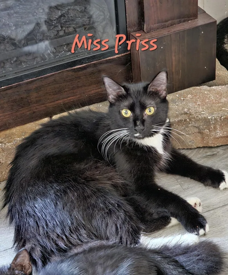 A young medium-sized female Domestic Short Hair cat named Miss Priss for adoption in Randolph, AL