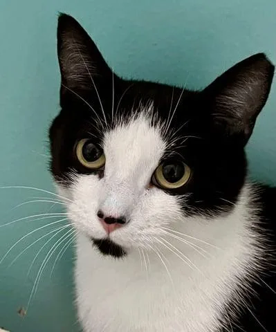 An adult medium-sized female Black Domestic Short Hair cat named Abigale for adoption in Huntington, NY