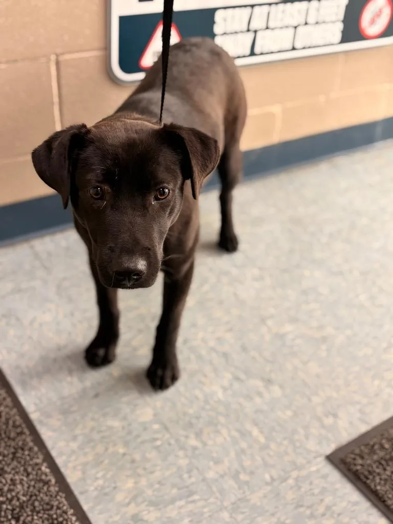 A young medium-sized female Mixed Breed dog named Boffo for adoption in Effingham, SC