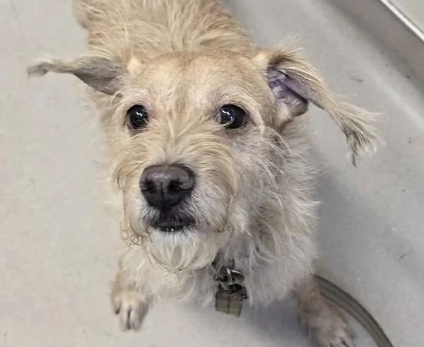 An adult medium-sized male Terrier dog named Strudel for adoption in El Cajon, CA