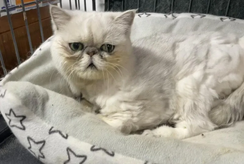 An adult medium-sized male Persian cat named Persha for adoption in Broomall, PA
