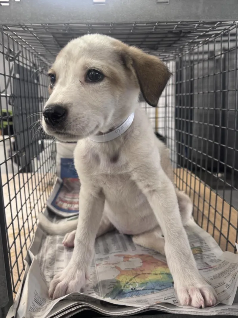 A baby small-sized female Labrador Retriever dog named A for adoption in Houston, TX