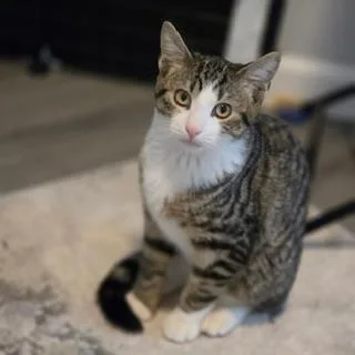 A baby medium-sized male Tabby (Brown / Chocolate) Tabby cat named Roland for adoption in Lambertville, NJ