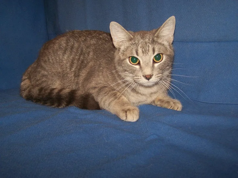 A young medium-sized male Domestic Short Hair cat named Kgwendolyngunner for adoption in Colorado Springs, CO