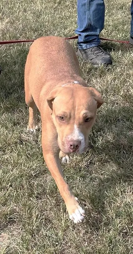 An adult medium-sized female Yellow / Tan / Blond / Fawn Hound dog named Sephora for adoption in Pegram, TN