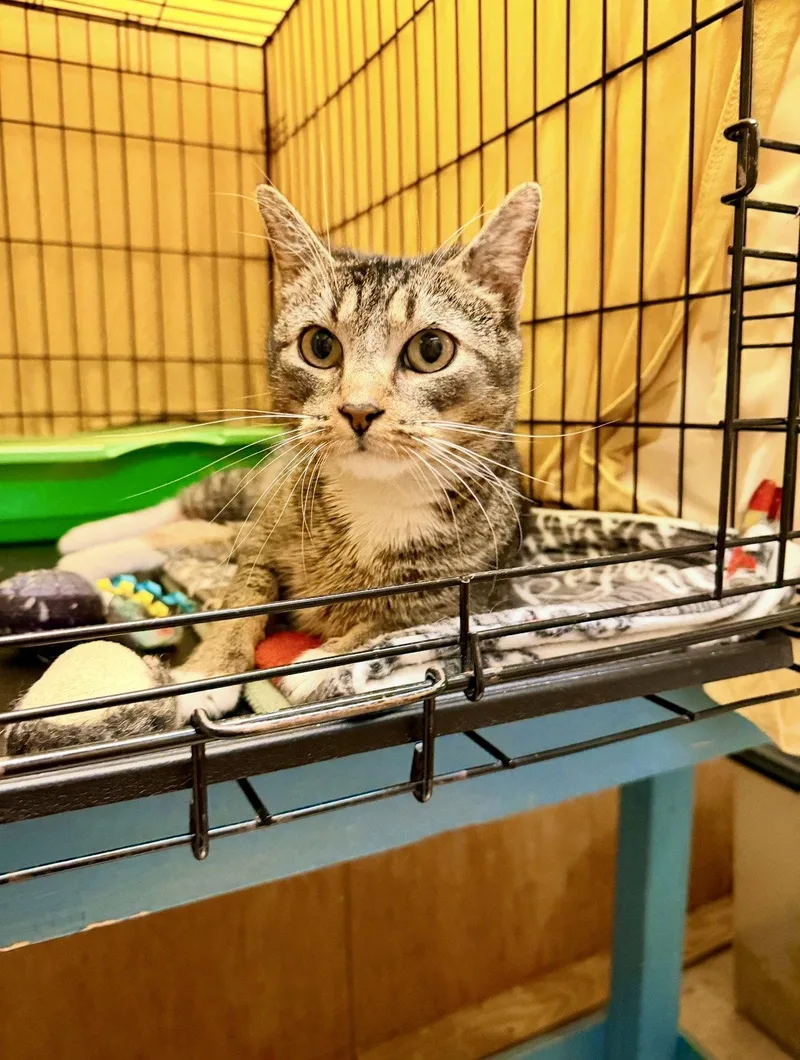 A young medium-sized female Tabby cat named Brandywillow Grove for adoption in Greenville, DE