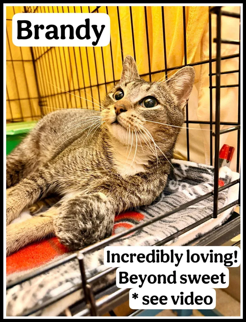 Brandywillow Grove thumbnail 2