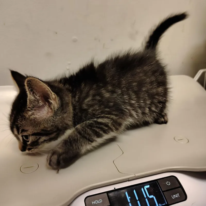 A baby small-sized male Brown / Chocolate Domestic Short Hair cat named Squidward for adoption in Coos Bay, OR