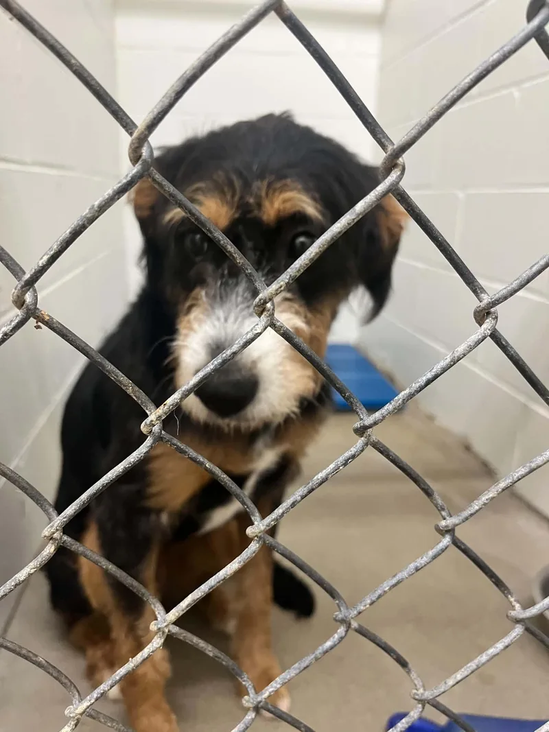 A young large-sized female Wire Fox Terrier dog named Sweetie pie for adoption in Bradenton, FL