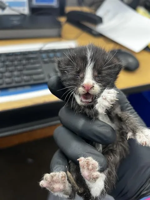 A baby medium-sized male Domestic Medium Hair cat named Rome for adoption in Dallas, TX