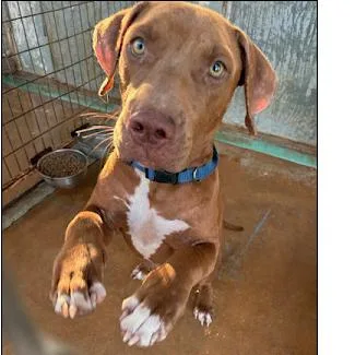 A young medium-sized male Brown / Chocolate Pit Bull Terrier dog named Von for adoption in Austin, TX