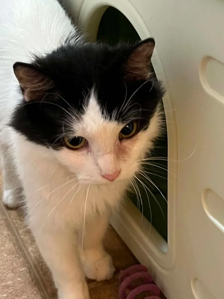 An adult medium-sized female Domestic Long Hair cat named Cowgirl for adoption in Fond Du Lac, WI