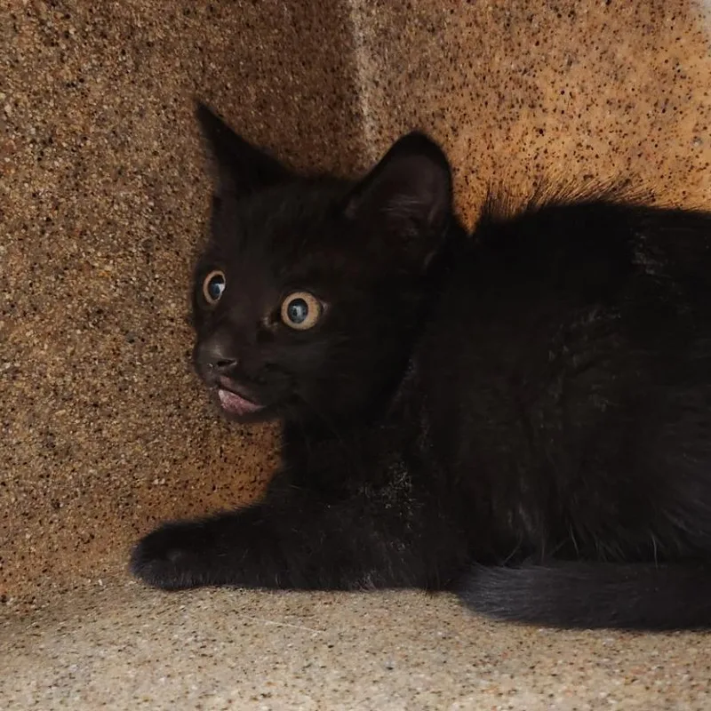 A baby small-sized male Black Domestic Medium Hair cat named Rasputin for adoption in Reno, NV