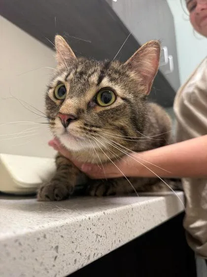 An adult large-sized male Tabby (Brown / Chocolate) Domestic Short Hair cat named Klaus for adoption in Annapolis, MD