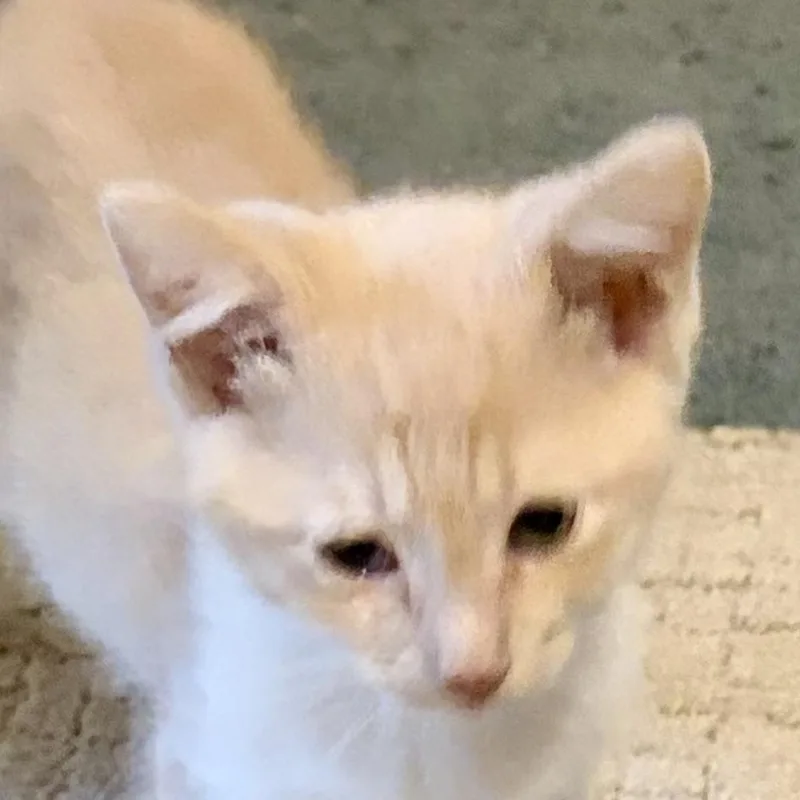 A baby medium-sized male Buff / Tan / Fawn Domestic Short Hair cat named Bram for adoption in Houghton Lake, MI