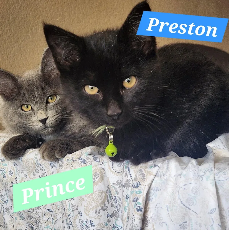 A young medium-sized male Black Domestic Short Hair cat named Preston for adoption in McKinney, TX
