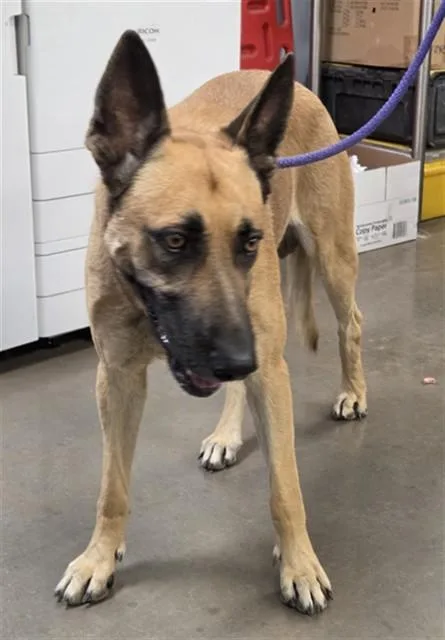 An adult large-sized male German Shepherd Dog dog named Orion for adoption in Phoenix, AZ