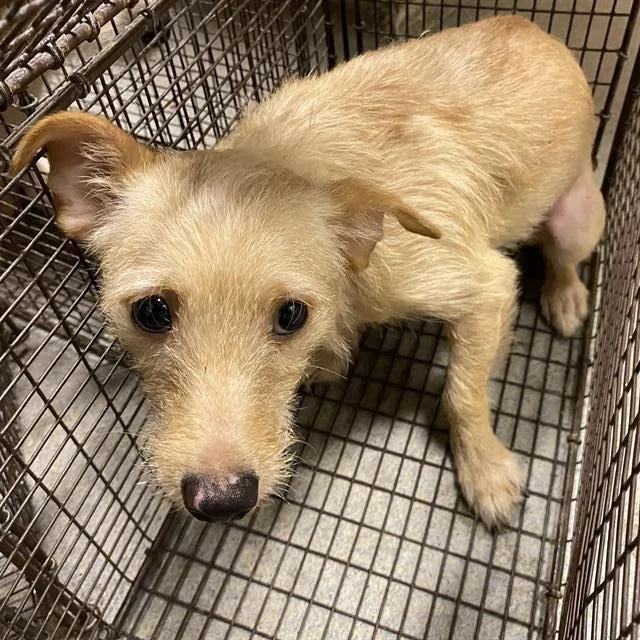 A young small-sized male Dachshund dog named A for adoption in Modesto, CA