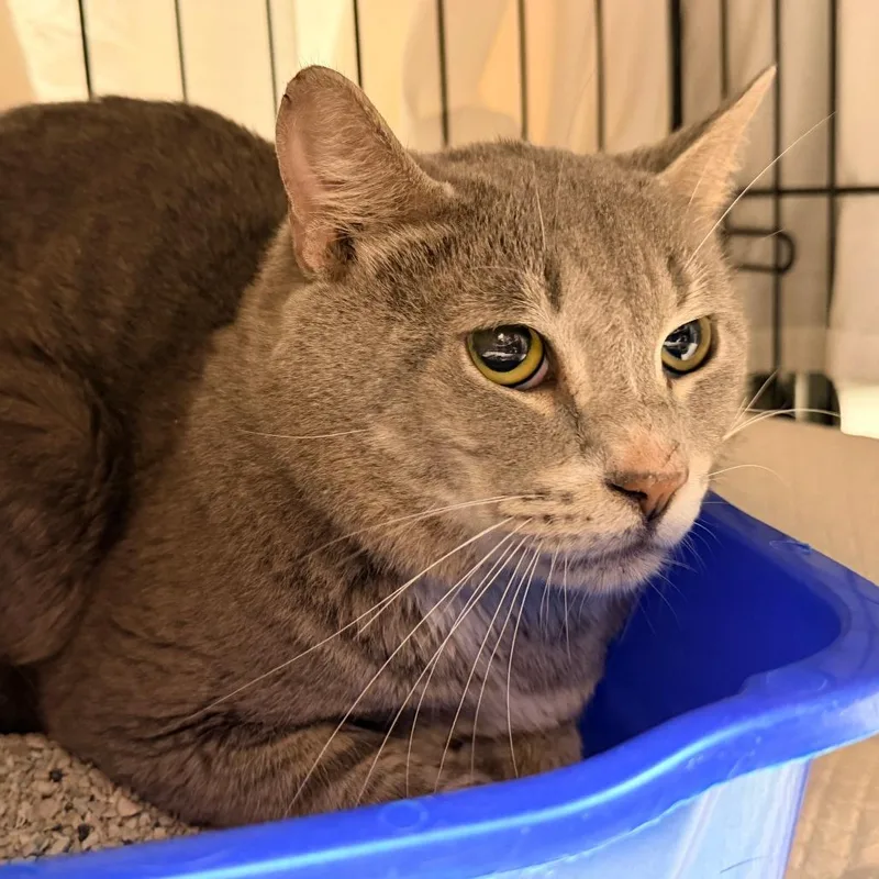 An adult medium-sized male Gray / Blue / Silver Domestic Short Hair cat named Popeye's for adoption in New Fairfield, CT