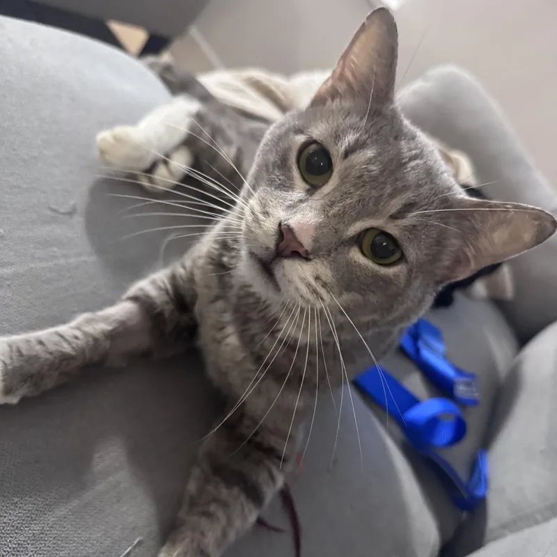 Popeye's thumbnail 2