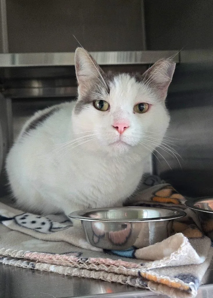 An adult large-sized male Domestic Short Hair cat named MotoMoto for adoption in Sidney, OH