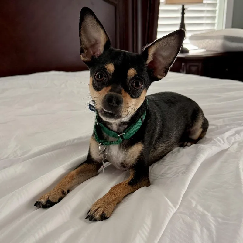 Gizmo