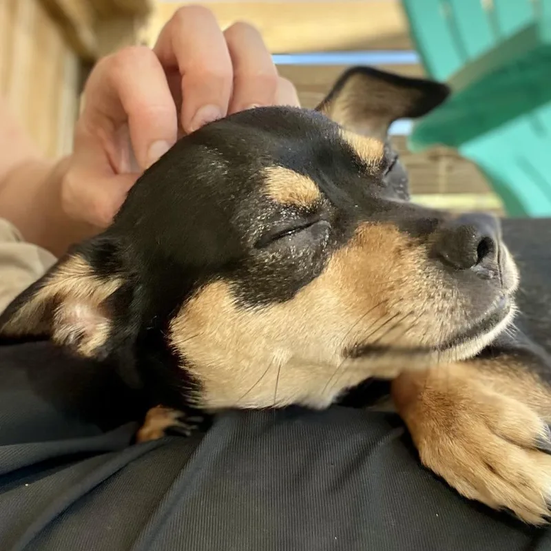 Gizmo thumbnail 6