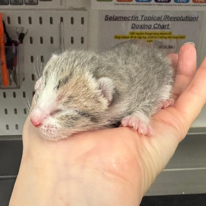 A baby small-sized male Gray / Blue / Silver Domestic Short Hair cat named Orthrus for adoption in League City, TX
