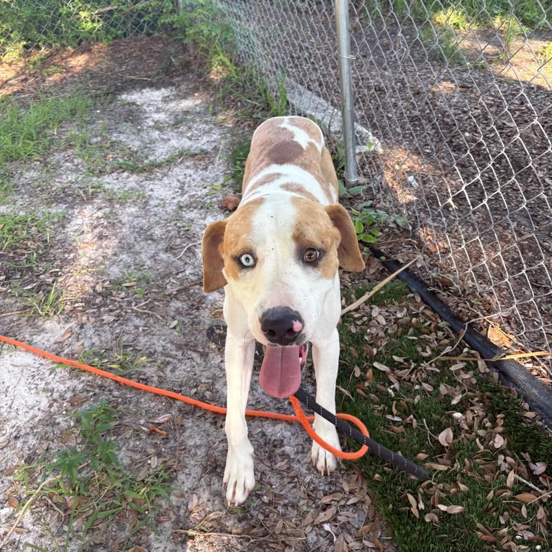 An adult medium-sized male Yellow / Tan / Blond / Fawn Catahoula Leopard Dog dog named Dill for adoption in Port Richey, FL
