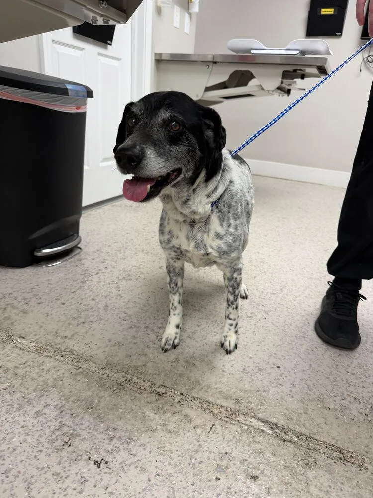 An adult large-sized male Australian Cattle Dog / Blue Heeler dog named Jack for adoption in Marietta, GA
