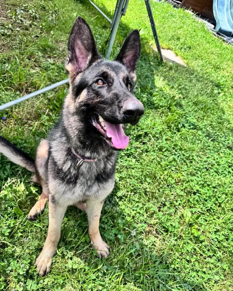 A young large-sized female Black German Shepherd Dog dog named Cinnamon for adoption in New Rochelle, NY