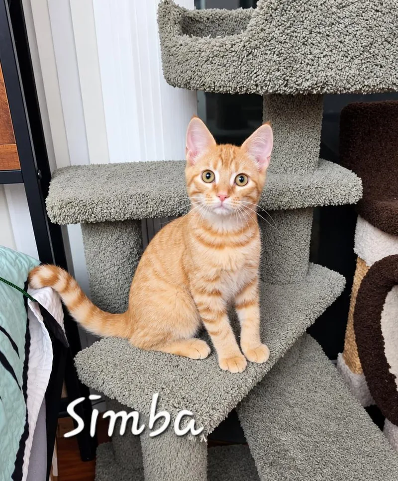 A baby medium-sized male Tabby (Orange / Red) Domestic Short Hair cat named Simba for adoption in Hawthorne, CA