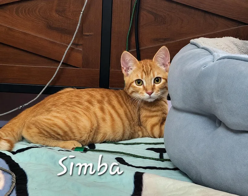Simba thumbnail 2