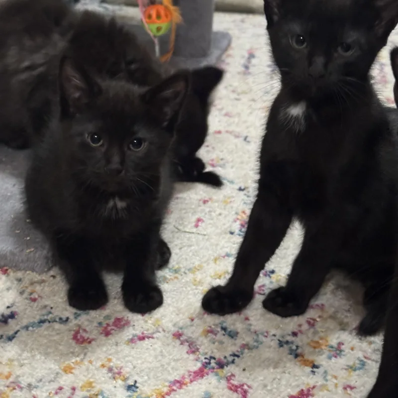A young small-sized male Black Siamese cat named Two black twins for adoption in Lees Summit, MO