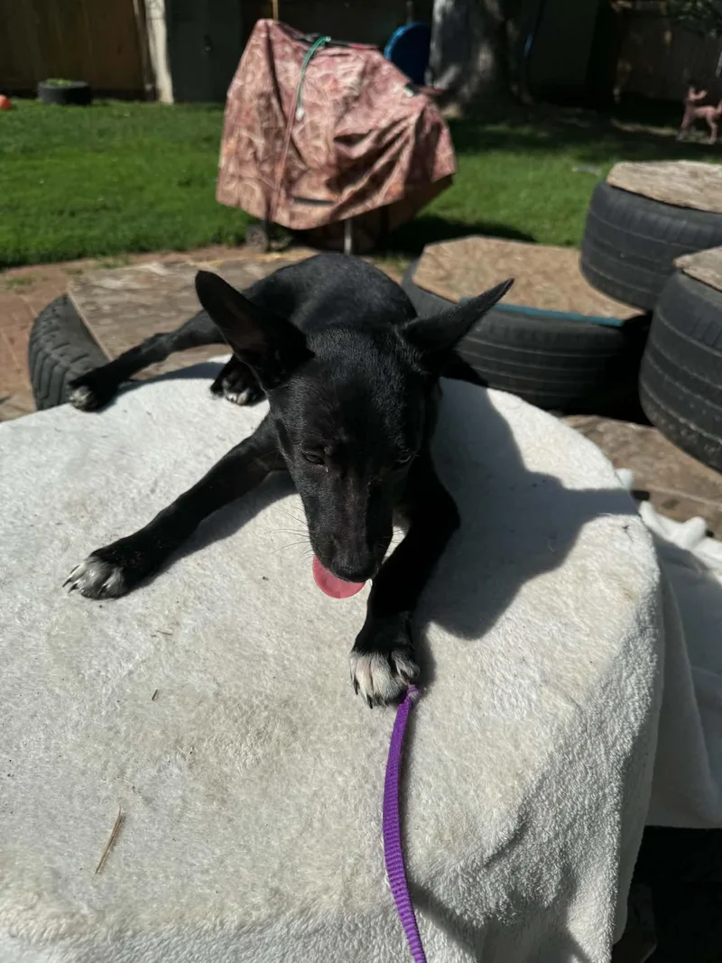 A baby small-sized male Black Chihuahua dog named Kirk for adoption in North Freedom, WI