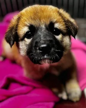 A baby large-sized female Great Pyrenees dog named Paislee for adoption in Savannah, MO