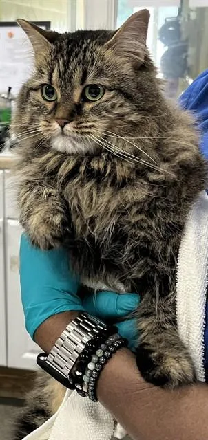 An adult large-sized female Maine Coon cat named Maeve for adoption in Upper Marlboro, MD