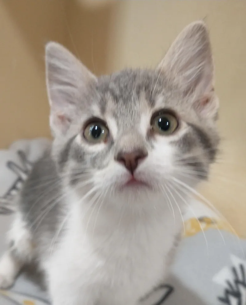 A baby medium-sized female Gray & White Domestic Short Hair cat named Honeydew for adoption in Tomah, WI