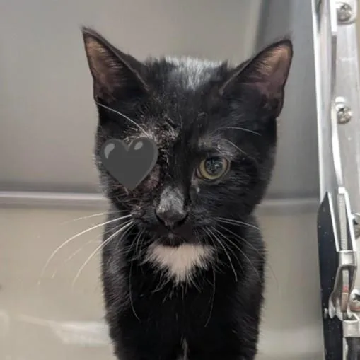 A young medium-sized female Domestic Short Hair cat named Noche for adoption in San Antonio, TX