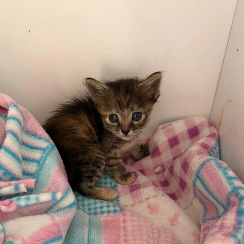 A baby small-sized female Tortoiseshell Domestic Short Hair cat named Crepe for adoption in Kanab, UT