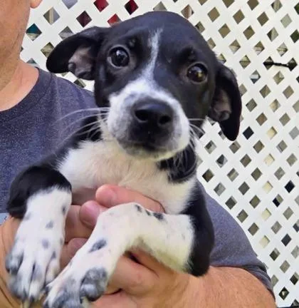 A baby medium-sized female Manchester Terrier dog named Lovey for adoption in Morton Grove, IL
