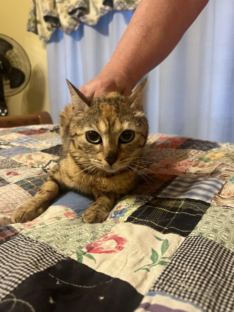 A young large-sized female Brown / Chocolate Bengal cat named Faith for adoption in Hartford, KY