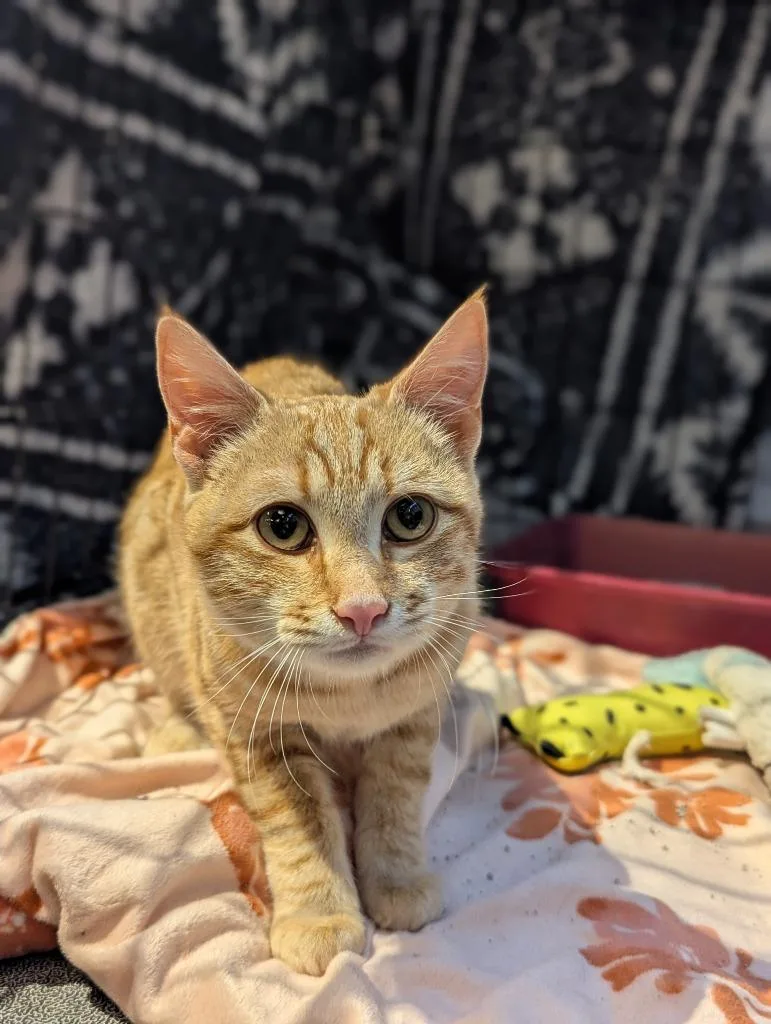A young medium-sized male Domestic Short Hair cat named Flapjack for adoption in St. Cloud, MN