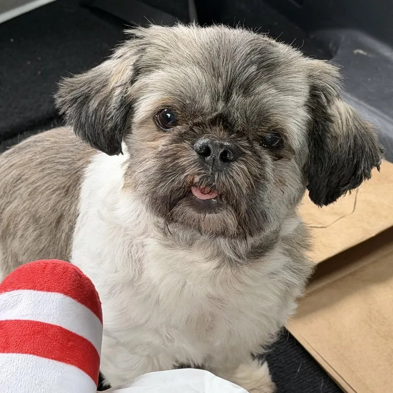 A senior small-sized female White / Cream Australian Shepherd dog named Pheona Turner for adoption in Plano, TX