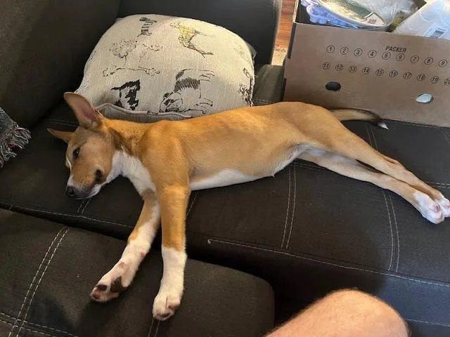 A baby medium-sized female Basenji dog named Gertrude for adoption in Dale, TX
