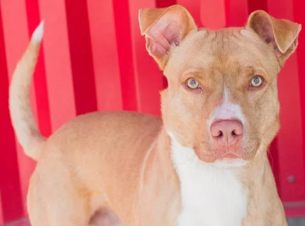 A young medium-sized male Pit Bull Terrier dog named Grant for adoption in Tracy, CA