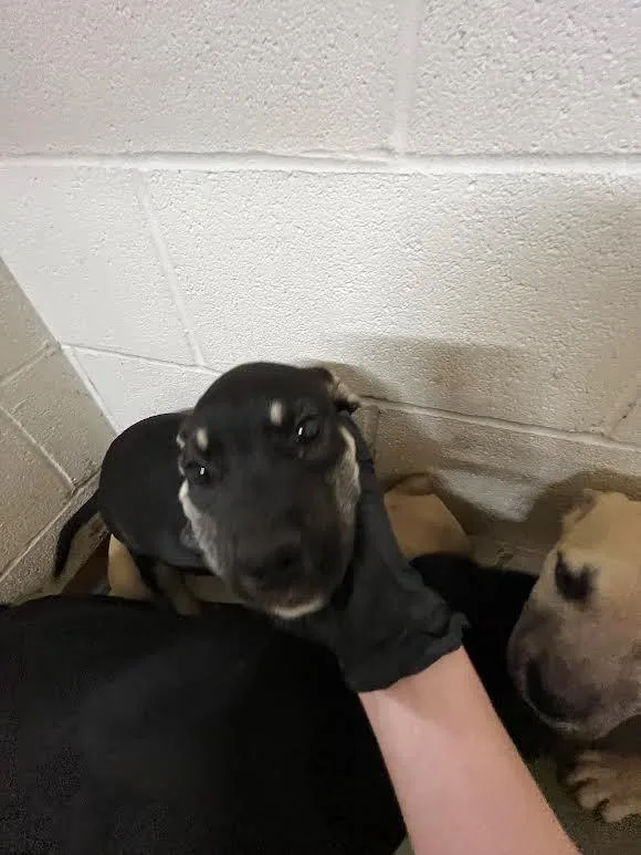 A baby large-sized male Labrador Retriever dog named Turtle for adoption in Nacogdoches, TX